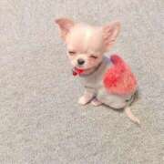 ヒメ日記 2024/12/20 08:13 投稿 体験なな ミセスコレクション