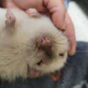 ヒメ日記 2024/12/24 00:23 投稿 体験なな ミセスコレクション