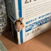 ヒメ日記 2024/12/24 23:37 投稿 体験なな ミセスコレクション