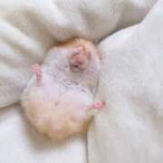 ヒメ日記 2024/12/26 21:23 投稿 体験なな ミセスコレクション