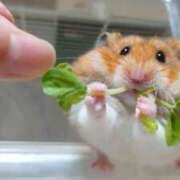 ヒメ日記 2025/01/03 23:03 投稿 体験なな ミセスコレクション