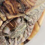 ヒメ日記 2025/01/07 02:04 投稿 体験なな ミセスコレクション