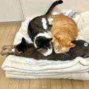 ヒメ日記 2025/01/09 01:43 投稿 体験なな ミセスコレクション