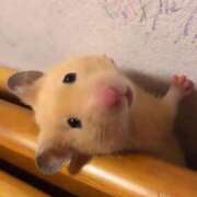 ヒメ日記 2025/01/09 20:23 投稿 体験なな ミセスコレクション