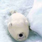 ヒメ日記 2025/01/10 08:03 投稿 体験なな ミセスコレクション