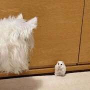 ヒメ日記 2025/01/17 08:13 投稿 体験なな ミセスコレクション