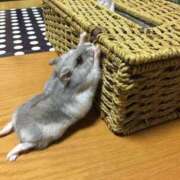 ヒメ日記 2025/01/17 20:53 投稿 体験なな ミセスコレクション