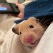 ヒメ日記 2025/01/18 00:33 投稿 体験なな ミセスコレクション