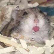 ヒメ日記 2025/01/23 20:53 投稿 体験なな ミセスコレクション