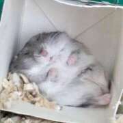 ヒメ日記 2025/02/01 00:56 投稿 体験なな ミセスコレクション