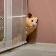 ヒメ日記 2025/02/27 22:13 投稿 体験なな ミセスコレクション