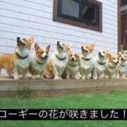 ヒメ日記 2025/02/28 01:23 投稿 体験なな ミセスコレクション