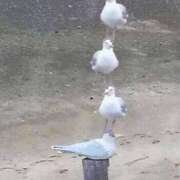 ヒメ日記 2025/03/01 00:33 投稿 体験なな ミセスコレクション