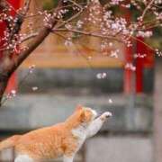 ヒメ日記 2025/03/01 22:43 投稿 体験なな ミセスコレクション