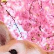 ヒメ日記 2025/03/03 08:13 投稿 体験なな ミセスコレクション