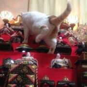 ヒメ日記 2025/03/03 18:03 投稿 体験なな ミセスコレクション