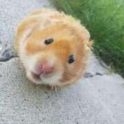 ヒメ日記 2025/03/05 01:41 投稿 体験なな ミセスコレクション