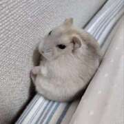 ヒメ日記 2025/03/11 08:13 投稿 体験なな ミセスコレクション