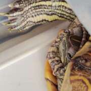 ヒメ日記 2025/03/13 01:43 投稿 体験なな ミセスコレクション