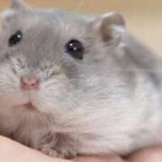 ヒメ日記 2025/03/13 08:13 投稿 体験なな ミセスコレクション