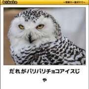 ヒメ日記 2025/03/22 12:07 投稿 体験なな ミセスコレクション