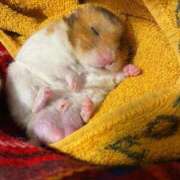 ヒメ日記 2025/03/22 23:23 投稿 体験なな ミセスコレクション