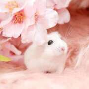 ヒメ日記 2025/03/26 22:47 投稿 体験なな ミセスコレクション