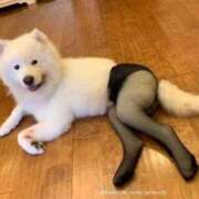 ヒメ日記 2025/04/06 00:33 投稿 体験なな ミセスコレクション