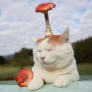 ヒメ日記 2025/04/08 08:19 投稿 体験なな ミセスコレクション