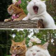 ヒメ日記 2025/04/09 08:13 投稿 体験なな ミセスコレクション