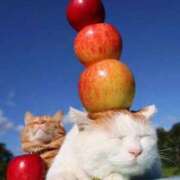 ヒメ日記 2025/04/10 08:13 投稿 体験なな ミセスコレクション