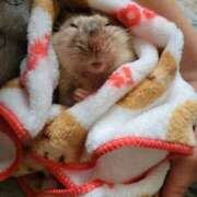 ヒメ日記 2025/04/13 01:23 投稿 体験なな ミセスコレクション