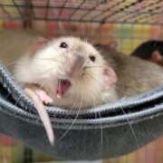 ヒメ日記 2025/04/16 01:53 投稿 体験なな ミセスコレクション