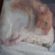 ヒメ日記 2025/04/20 18:13 投稿 体験なな ミセスコレクション