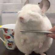 ヒメ日記 2025/04/30 02:03 投稿 体験なな ミセスコレクション