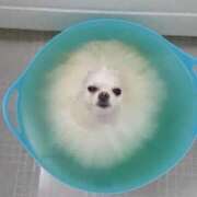 ヒメ日記 2025/05/03 08:13 投稿 体験なな ミセスコレクション