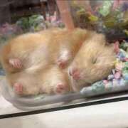 ヒメ日記 2025/05/09 22:13 投稿 体験なな ミセスコレクション