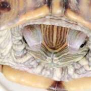 ヒメ日記 2025/05/19 08:13 投稿 体験なな ミセスコレクション