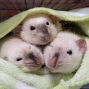 ヒメ日記 2025/06/01 01:43 投稿 体験なな ミセスコレクション