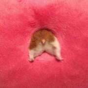 ヒメ日記 2025/06/10 00:23 投稿 体験なな ミセスコレクション