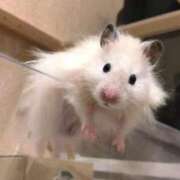 ヒメ日記 2025/06/10 20:53 投稿 体験なな ミセスコレクション