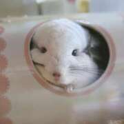 ヒメ日記 2025/06/11 00:33 投稿 体験なな ミセスコレクション