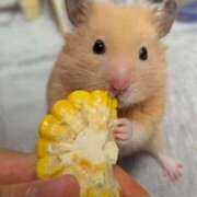 ヒメ日記 2025/06/25 23:46 投稿 体験なな ミセスコレクション