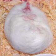 ヒメ日記 2025/06/26 23:53 投稿 体験なな ミセスコレクション