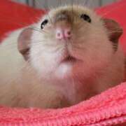 ヒメ日記 2025/07/09 22:23 投稿 体験なな ミセスコレクション