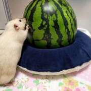 ヒメ日記 2025/07/15 21:13 投稿 体験なな ミセスコレクション