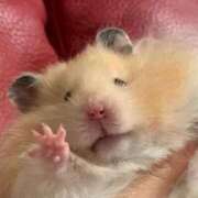 ヒメ日記 2025/07/24 08:03 投稿 体験なな ミセスコレクション