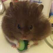 ヒメ日記 2025/07/30 01:33 投稿 体験なな ミセスコレクション