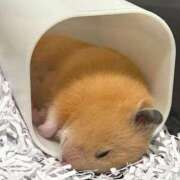 ヒメ日記 2025/08/01 01:53 投稿 体験なな ミセスコレクション