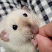 ヒメ日記 2025/08/08 08:03 投稿 体験なな ミセスコレクション